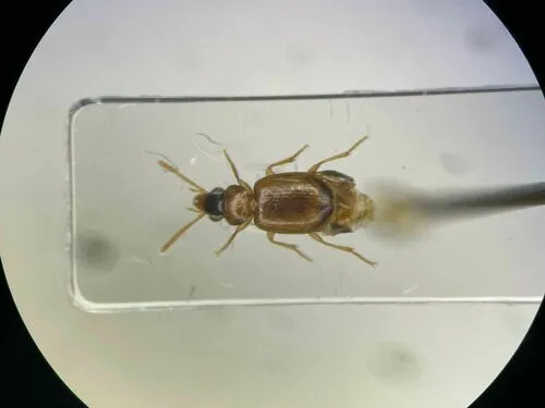 Perigona nigriceps