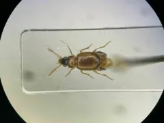 Perigona nigriceps thumbnail 1