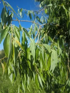 Narrowleaf Cottonwood thumbnail 1