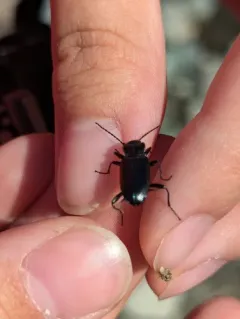Diplous aterrimus thumbnail 3