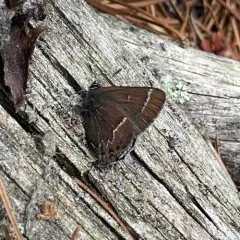 Thicket Hairstreak thumbnail 4