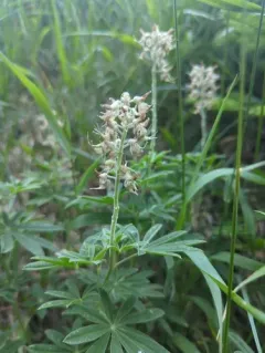 Sicklekeel Lupine thumbnail 4