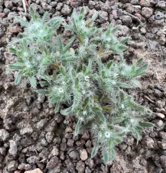 Cushion Cryptantha thumbnail 4