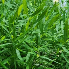 Japanese stiltgrass thumbnail 4