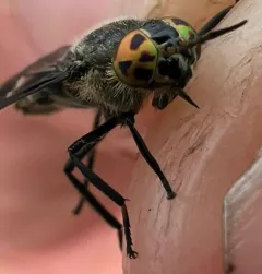 Chrysops dawsoni thumbnail 3