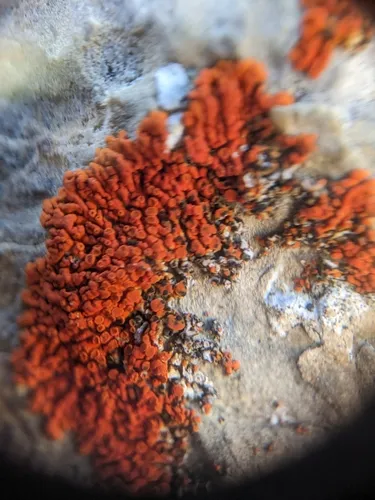 Arthonia molendoi