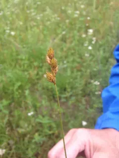 Bicknell's Sedge thumbnail 3
