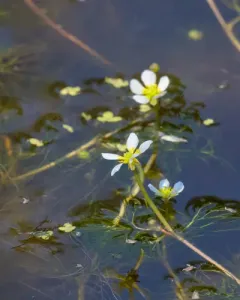 Longbeak buttercup thumbnail 4