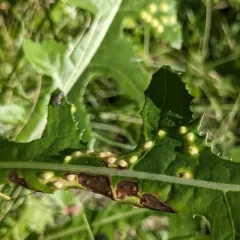 Cystiphora sonchi thumbnail 4
