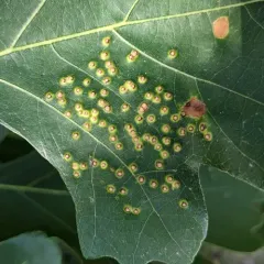 Jumping Gall Wasp thumbnail 4
