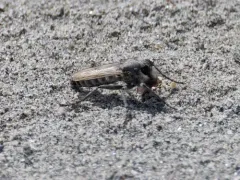 Lasiopogon primus thumbnail 1