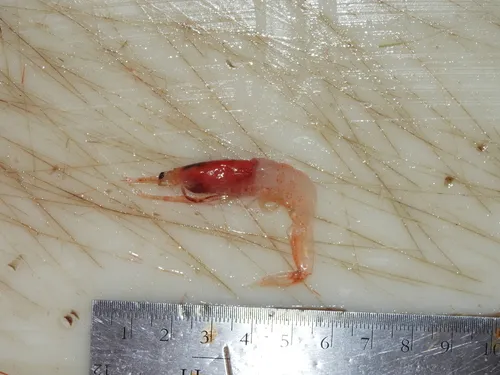 Arctic red prawn