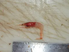 Arctic red prawn thumbnail 1