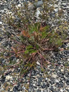 Two-world cinquefoil thumbnail 4
