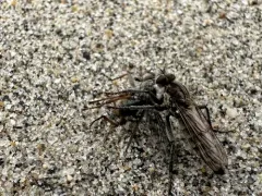 Lasiopogon actius thumbnail 3