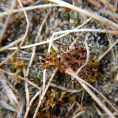Spiny Heath Lichen thumbnail 2