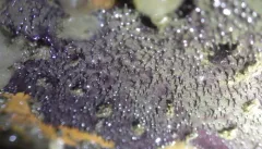 Purple Slippery Sponge thumbnail 2