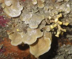 Dendrobeania lichenoides thumbnail 2