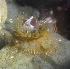Brooding Anemone thumbnail 2