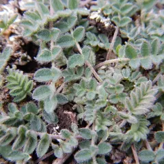 Alpine Milkvetch thumbnail 3