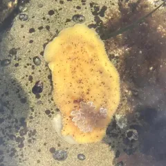 Noble Dorid thumbnail 3