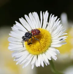 Calliopsis Cuckoo Nomad Bee thumbnail 4