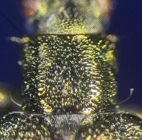 Glittering reed beetle