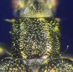 Glittering reed beetle thumbnail 1