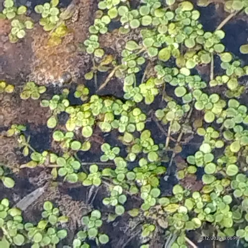 Pond water-starwort