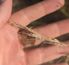 green needlegrass thumbnail 1