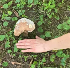 Tylopilus ferrugineus thumbnail 4