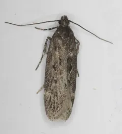 Chionodes sattleri thumbnail 2