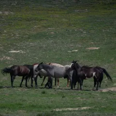Domestic Horse thumbnail 3
