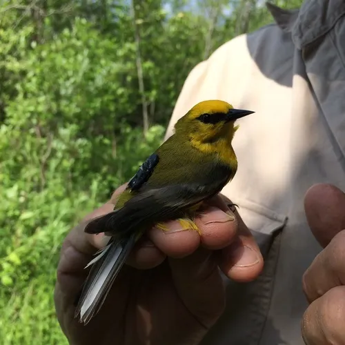 Blue-winged Warbler