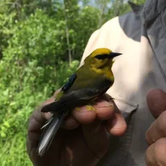 Blue-winged Warbler thumbnail 1