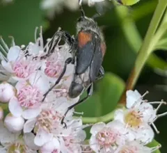 Brachyleptura vagans thumbnail 3