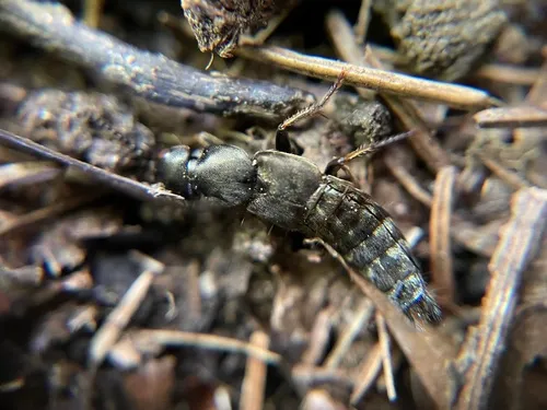 Platydracus viridanus
