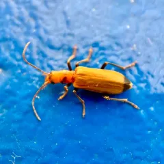 Wharf Borer thumbnail 3
