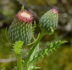 pasture thistle thumbnail 4
