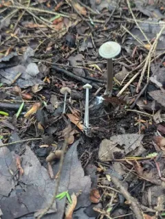 Entoloma alboumbonatum thumbnail 4