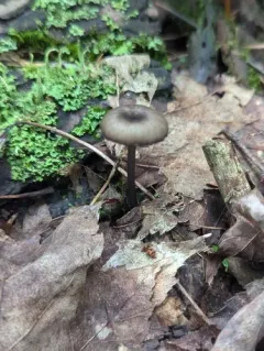 Entoloma foliomarginatum thumbnail 3