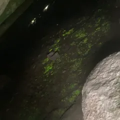 Luminous Moss thumbnail 2