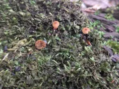 Galerina triscopa thumbnail 4