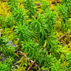 Yellow Mountain-heath thumbnail 4