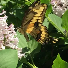Eastern Giant Swallowtail thumbnail 4