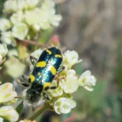 Ornate Checkered Beetle thumbnail 1