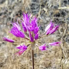 Hooker's onion thumbnail 1