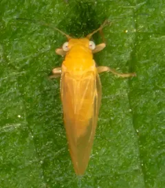 Psylla striata thumbnail 4