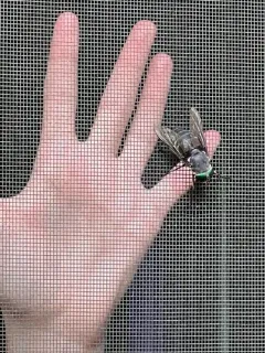 American Horse Fly thumbnail 2
