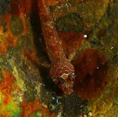Longfin Sculpin thumbnail 3